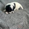 Japanese chin pups for sale males and female available