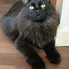 Beautiful black fluffy female neutered cat WANT GONE THIS WEEKEND