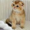 NEW Elite Scottish fold kitten from Europe with excellent pedigree, male. Rafik