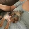 8 month old YORKIE For Sale