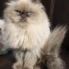 Seal point Himalayan Persian