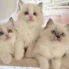 Beautiful Litter of Purebred Ragdoll kittens