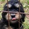 Beautiful female cockapoo puppies 