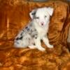 Australian Shepherd litter