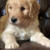 Baby Collin! Goldendoodle F1 - parents AKC