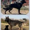 Bicolor and Sable German Shepherd Pups