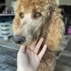 AKC Standard Poodle Male