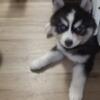 Alaskan klee kai puppies