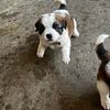 Saint Bernard Puppies