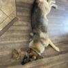 Female GSD Free to GOOD home