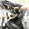 Adult Alaskan Klee Kai (Jasper)