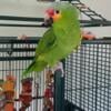 RED LORED AMAZON PARROT