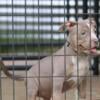 XL American Bully Puppies