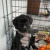 Boy cane corso