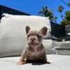 French bulldog puppies FRENCHIE