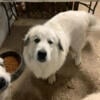 Great pyrenees looking for new farm