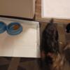 Male Yorkie