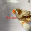 Zebra Finches - Multiple