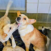Two puppies (Australian Cattle Dogs)