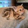 Beautiful Scottish fold straight ears girl for sale.