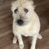 Female Wheaten Terrier Needs a New Home