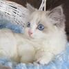Ragdoll Kitten - Male - Blue Point Bi-Color - Beauty