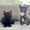 Darling American Shorthaired kittens