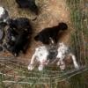 Blue heeler puppies needing a forever home