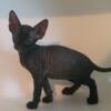 Meet Our Adorable Black Female Sphynx