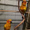 Sun Conures