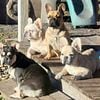 French Bulldog BREEDER SERVICES / Ovulation & AI