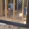Cane corso studs Akc & iccf reg # 614 531 4846