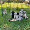 Aussiedoodle puppies