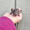 Adorable baby pet rats need loving homes