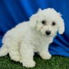 Bobby - Bichon Frise