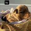 Parti yorkies