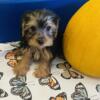 Yorkie puppies ready now