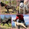 American BullHerder Pups