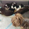 AKC Traditional Yorkshire Terrier puppy parti
