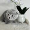 Scottish Fold kittens are very friendly