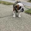 Male English Bulldog – 6 Months – Adoption / Rehoming