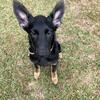 GERMAN SHEPHERD X BELGIAN MAINOIS