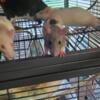 Pet rats looking for homes!