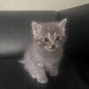 Maincoon Ragdoll mix kittens READY FOR YOU