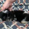 Male Shih Tzu Puppies