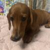 AKC red shorthair dachshund