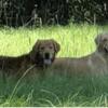 AKC Golden Retriever Males/Homes July 3