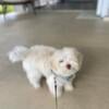 Maltese Puppy female 3 month old