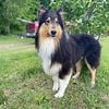 Tri Rough Collie Male