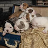 Olde English bulldogs 
